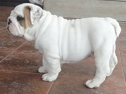Anglický Buldog - šteniatko  s PP