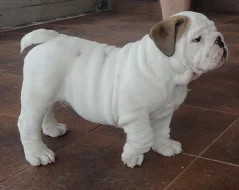 Anglický Buldog - šteniatko  s PP