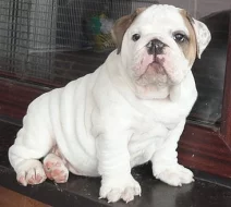 Anglický Buldog - šteniatko  s PP
