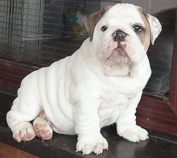 Anglický Buldog - šteniatko  s PP