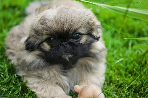 PEKINÉZ - POSLEDNÍ VOLNÁ FENA S PP