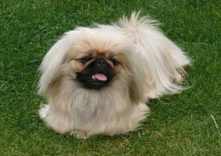 PEKINÉZ - POSLEDNÍ VOLNÁ FENA S PP