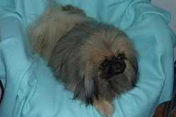 PEKINÉZ - POSLEDNÍ VOLNÁ FENA S PP