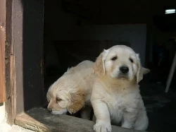 Zlatý retrívr - štěňátka bez PP