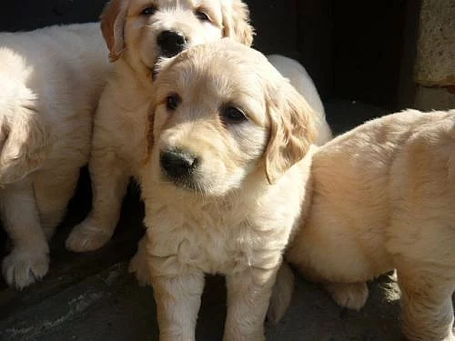 Zlatý retrívr - štěňátka bez PP