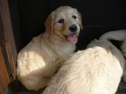 Zlatý retrívr - štěňátka bez PP