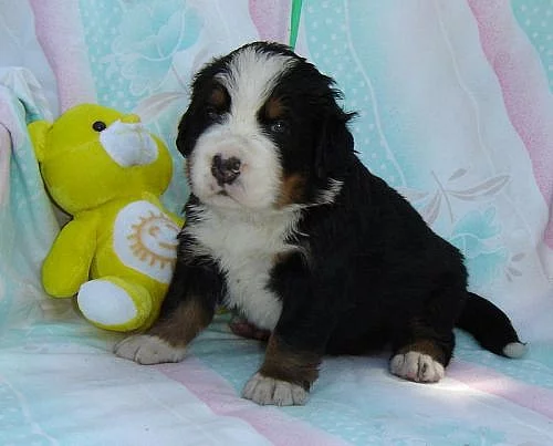 Bernský salašnický pes