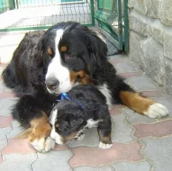 Bernský salašnický pes