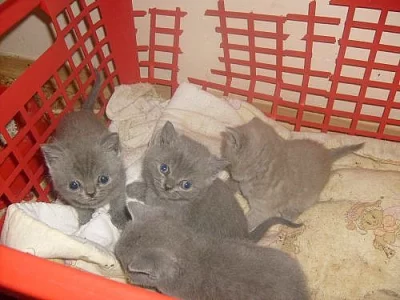 Britská modrá koťátka