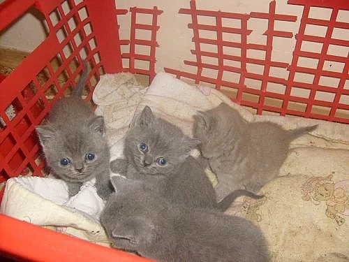 Britská modrá koťátka