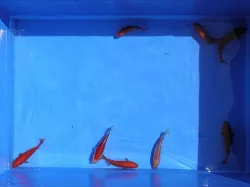 Prodám zlaté perlíny a zlaté karasy