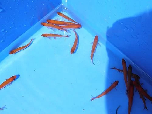 Prodám zlaté perlíny a zlaté karasy