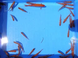 Prodám zlaté perlíny a zlaté karasy