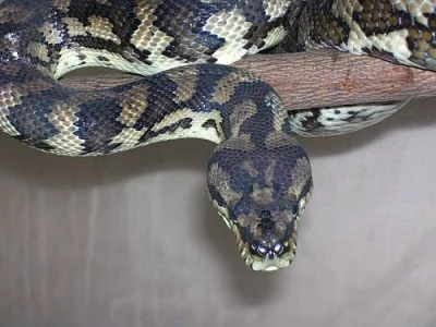 Chovný pár krajt Morelia spilota variegata -