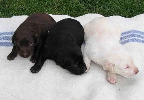 Labradorský retrívr