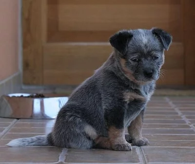 Australský honácký pes