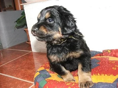 Hovawart - štěňátka s PP