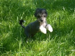 Čínský chocholatý pes bez PP k odběru