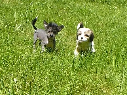 Čínský chocholatý pes bez PP k odběru