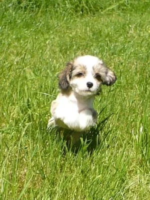 Čínský chocholatý pes bez PP k odběru