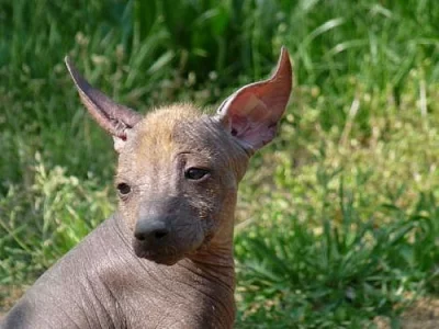 Peruánský naháč - prodám nádherná štěňata