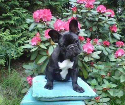 Francouzský buldoček - štěňata