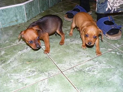 Německý hladkosrstý pinč - štěňata