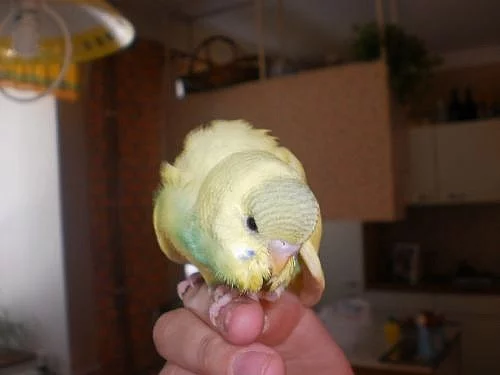 Ručně dokrmené andulky