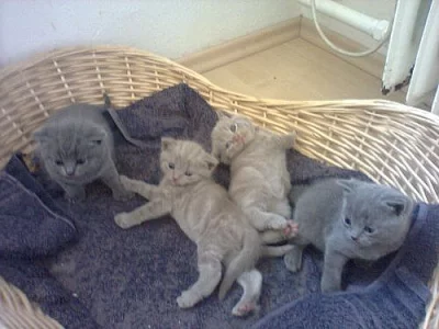 Britska modra kotatka