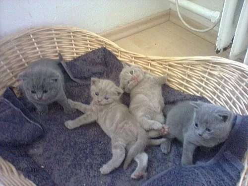 Britska modra kotatka