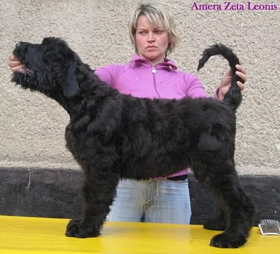 Ruský černý teriér