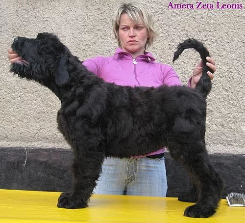 Ruský černý teriér