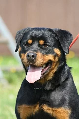 Rottweiler - štěňata s PP