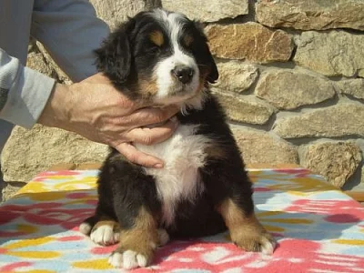 Bernský salašnický pes s PP