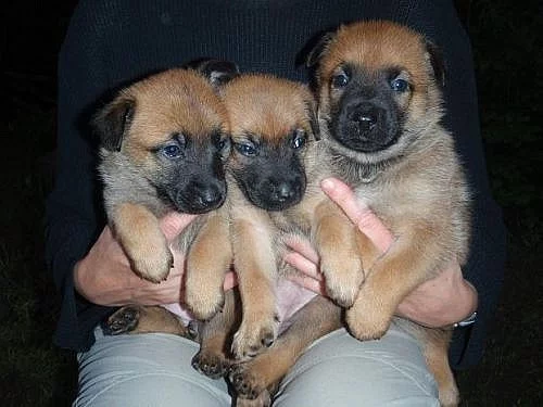 Belgický ovčák Malinois – štěňata