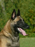 Belgický ovčák Malinois – štěňata
