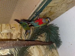 Pyrura Perlový červenobřichý 1,1