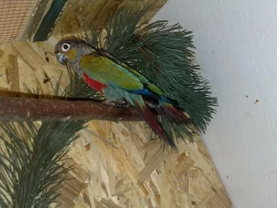 Pyrura Perlový červenobřichý 1,1