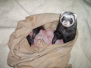 FREŤATA – OSTRAVA a široké okolí!