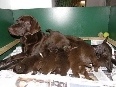 Labradorský retrívr čokoládová štěňátka
