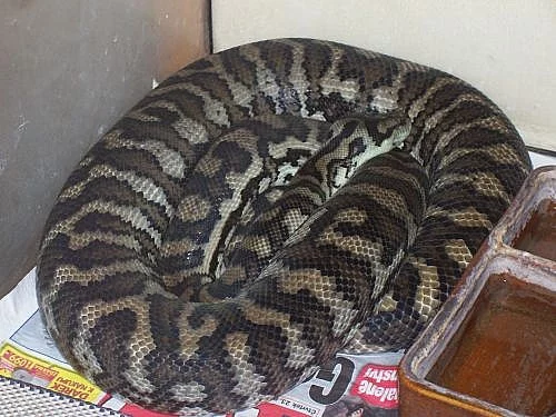 Chovný pár Morelia spilota variegata -