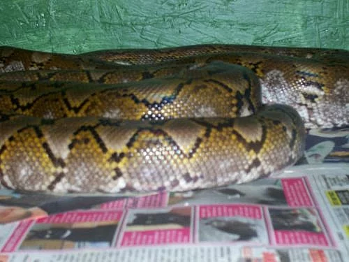 Zakrslé krajty Python reticulatus (superdwarf) -