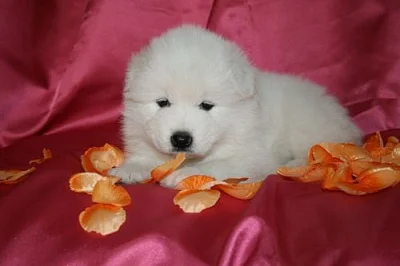 samojed štěnátka 