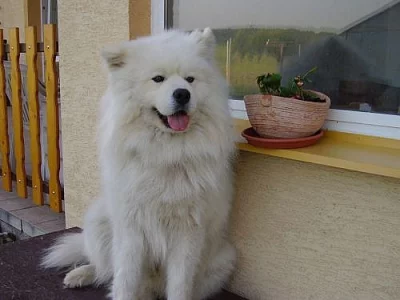 samojed štěnátka 