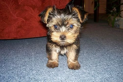 Štěňátka yorkšírského teriéra s PP