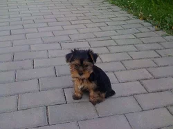 Štěňátka yorkšírského teriéra s PP