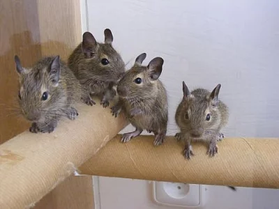 Daruji mláďata osmáka degu