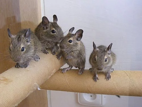 Daruji mláďata osmáka degu