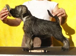 Knírač střední P/S