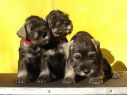 Knírač střední P/S